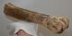 Megaloceros giganteus metatarsus bone (370 mm)