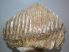 Elephas hysudrindicus upper tooth (4708 grams) SOLD (PS) 08