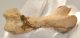 Monachopsis pontica seal humerus bone from ex Ukraine (Russia)