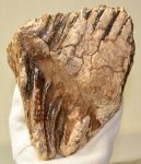 Mammuthus primigenius fog (1569 gramm) gyapjas mamut