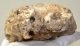 Mammuthus primigenius tooth (1569 grams)