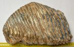 Mammuthus primigenius tooth (4416 grams)