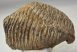Mammuthus primigenius tooth (4416 grams) Mammuthus primigenius tooth (4416 grams)