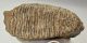 Mammuthus primigenius tooth (4416 grams) Mammuthus primigenius tooth (4416 grams)