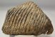 Mammuthus primigenius tooth (4416 grams) Mammuthus primigenius tooth (4416 grams)