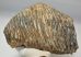 Mammuthus primigenius tooth (4416 grams) Mammuthus primigenius tooth (4416 grams)