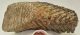 Mammuthus primigenius tooth (4416 grams) Mammuthus primigenius tooth (4416 grams)