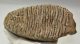 Mammuthus primigenius tooth (4416 grams) Mammuthus primigenius tooth (4416 grams)
