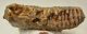 Mammuthus primigenius tooth (4416 grams) Mammuthus primigenius tooth (4416 grams)