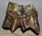 Gyapjas orrszarvú felső fog (177 gramm)