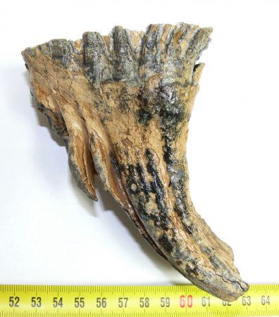 Mammuthus primigenius tooth (465 grams)