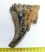 Mammuthus primigenius tooth (465 grams)