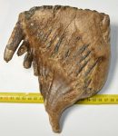 Mammuthus primigenius fog (1920 gramm) Gyapjas mamut