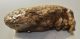 Mammuthus primigenius fog (1920 gramm) Gyapjas mamut