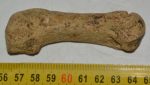 Ursus spelaeus metapodium bone (85,7 mm)