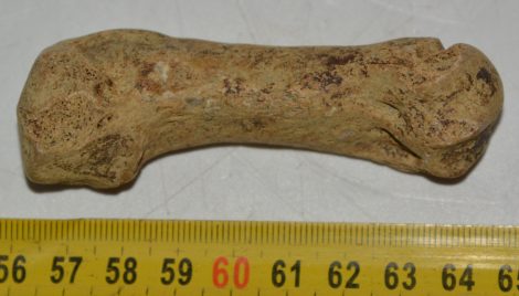 Ursus spelaeus metapodium bone (85,7 mm)