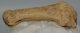 Ursus spelaeus metapodium bone (85,7 mm)
