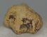 Ursus spelaeus metapodium bone (85,7 mm)