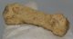 Ursus spelaeus metapodium bone (85,7 mm)