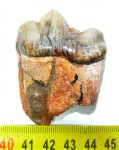  Pliocene-aged Indarctos tooth is a lifelike replica