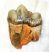  Pliocene-aged Indarctos tooth is a lifelike replica