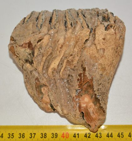 Mammuthus primigenius tooth (450 grams) Woolly Mammoth molar