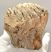 Mammuthus primigenius tooth (450 grams) Woolly Mammoth molar