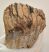 Mammuthus primigenius tooth (450 grams) Woolly Mammoth molar