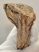 Mammuthus primigenius tooth (450 grams) Woolly Mammoth molar