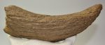 Bison sp. partial horn bone (230 mm) SOLD (MV) 04