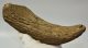 Bison sp. részleges szarvcsap csont (230 mm) ELFOGYOTT (MV) 04