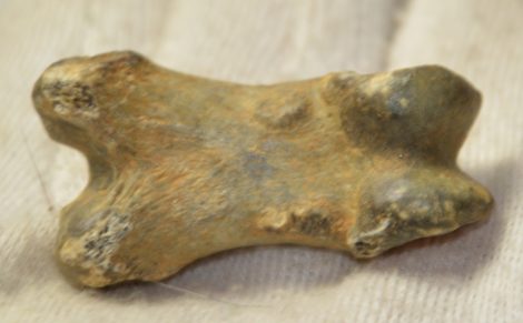  Ursus spelaeus toe bone (38 mm)