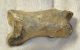  Ursus spelaeus toe bone (38 mm)