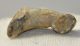  Ursus spelaeus toe bone (38 mm)