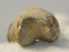  Ursus spelaeus toe bone (38 mm)