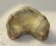  Ursus spelaeus toe bone (38 mm)