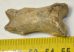  Ursus spelaeus toe bone (38 mm)