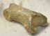  Ursus spelaeus toe bone (38 mm)