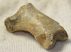 Ursus spelaeus toe bone (38 mm)