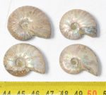 4 db Cleoniceras besaiei ammonitesz