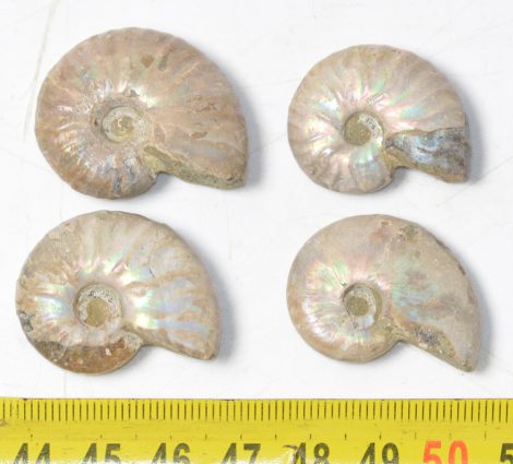 4 db Cleoniceras besaiei ammonitesz