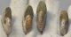 4 db Cleoniceras besaiei ammonitesz