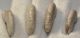 4 db Cleoniceras besaiei ammonitesz