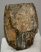 Mammuthus meridionalis részleges fog (766 gramm) ELFOGYOTT (SG) 05