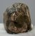 Mammuthus meridionalis részleges fog (766 gramm) ELFOGYOTT (SG) 05