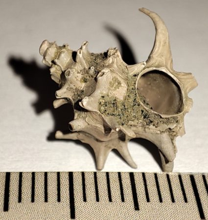 Typhis pungens from Netherlands