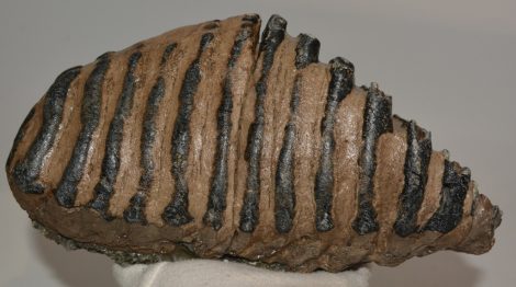 Mammuthus meridionalis fog (2239 gramm) Mammuthus meridionalis fog (2239 gramm)