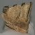 Mammuthus cf. meridionalis részleges fog (483 gramm) ELFOGYOTT (J) 06