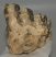 Mammuthus cf. meridionalis részleges fog (483 gramm) ELFOGYOTT (J) 06
