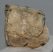 Mammuthus cf. meridionalis részleges fog (483 gramm) ELFOGYOTT (J) 06